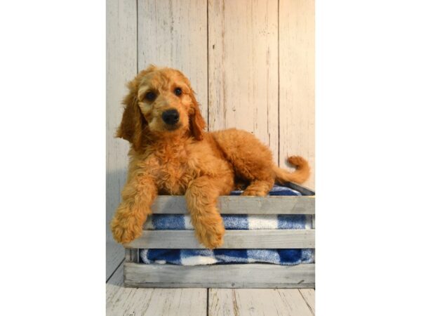 Goldendoodle DOG Male Apricot 21152 Petland Fort Myers, Florida