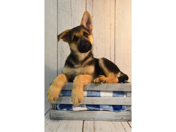 German Shepherd DOG Male Black & Tan 21149 Petland Fort Myers, Florida