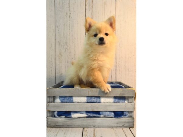 Pomeranian DOG Male Cream 21146 Petland Fort Myers, Florida