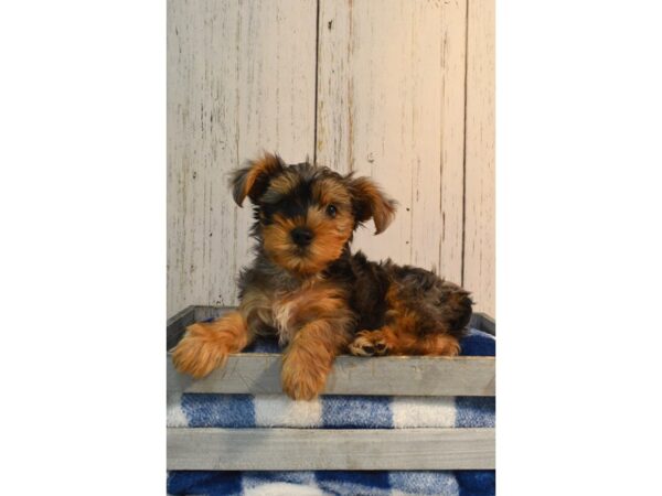 Yorkshire Terrier DOG Male Blue Merle 21145 Petland Fort Myers, Florida