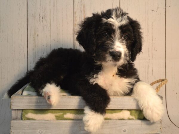 Bernadoodle-DOG-Female-Black & White-21177-Petland Fort Myers, Florida