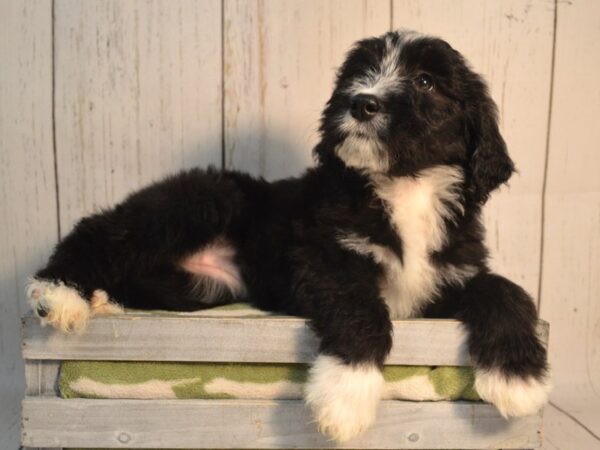 Bernadoodle-DOG-Female-Black & White-21176-Petland Fort Myers, Florida