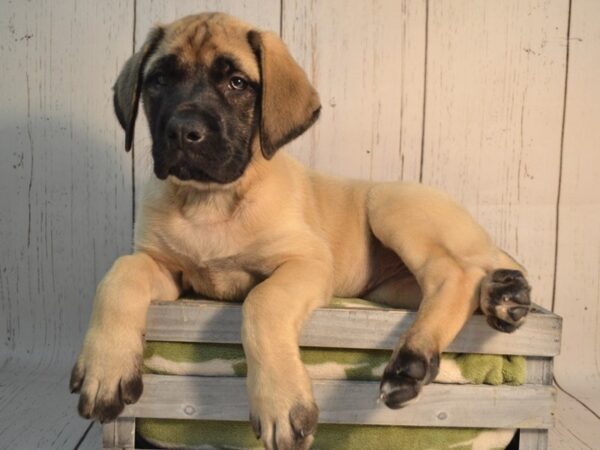 English Mastiff DOG Female Fawn 21175 Petland Fort Myers, Florida