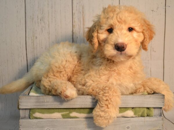 Goldendoodle-Mini (Golden Retriever/Mini Poodle) DOG Male Cream 21173 Petland Fort Myers, Florida