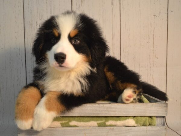 Bernese Mountain Dog DOG Male Black Rust & White 21172 Petland Fort Myers, Florida