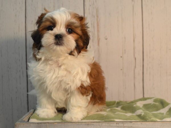 Bichon Frise / Shih Tzu DOG Male Brindle & White 21171 Petland Fort Myers, Florida