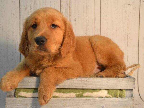 Golden Retriever DOG Female Golden 21170 Petland Fort Myers, Florida