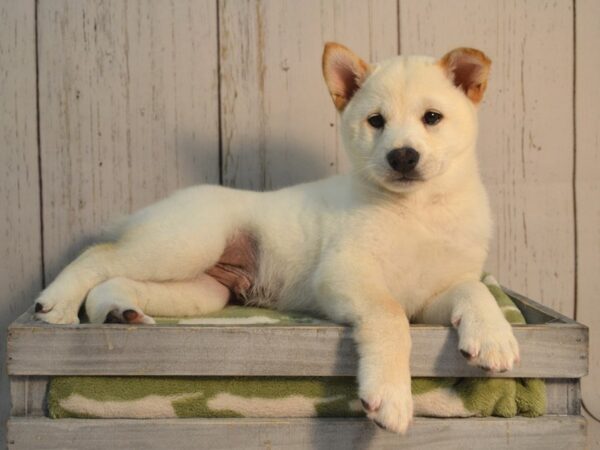 Shiba Inu DOG Male Creme 21169 Petland Fort Myers, Florida