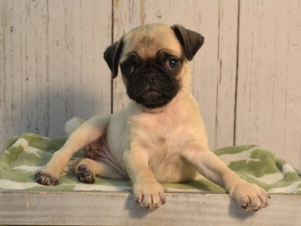 Pug DOG Female Fawn 21168 Petland Fort Myers, Florida