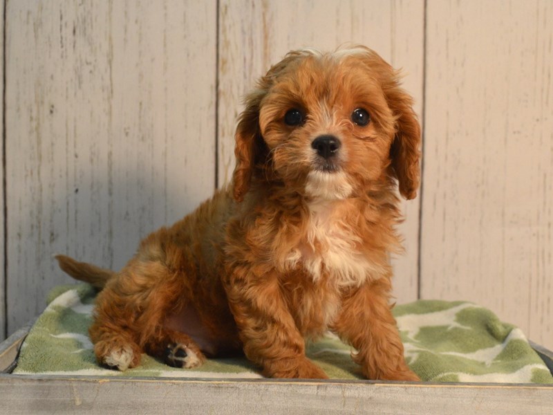 Cavapoo Puppy Ruby ID:21166 Located at Petland Fort Myers, Florida