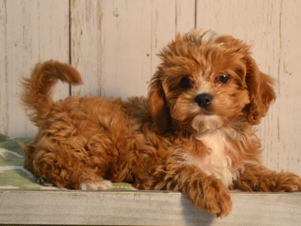 Cavapoo-DOG-Female-Ruby-21165-Petland Fort Myers, Florida