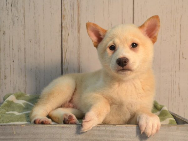 Shiba Inu DOG Male Cream 21164 Petland Fort Myers, Florida