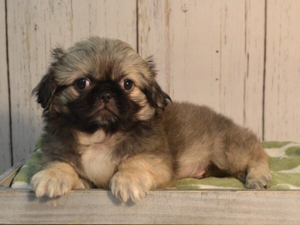 Pekingese DOG Male Sable 21163 Petland Fort Myers, Florida