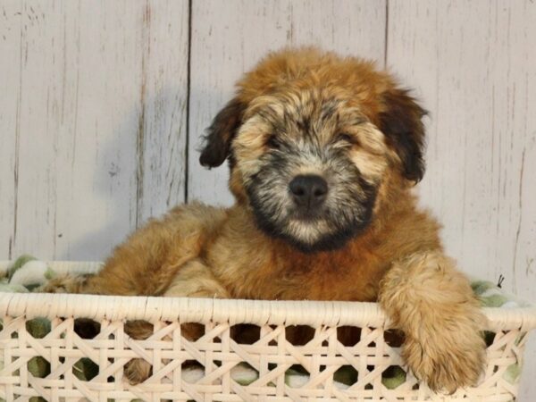 Soft Coated Wheaten Terrier-DOG-Male-Wheaten-21080-Petland Fort Myers, Florida