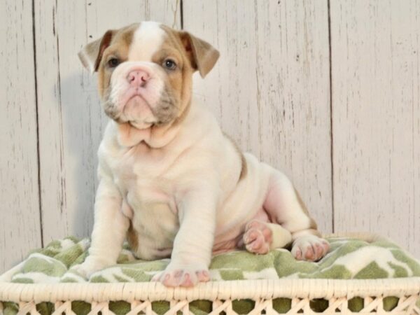 English Bulldog DOG Male Lilic Fawn Piebald 21112 Petland Fort Myers, Florida