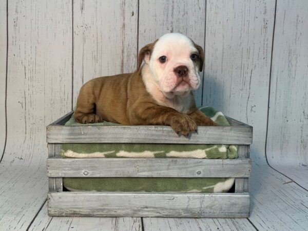 English Bulldog DOG Female Chocolate & White 21183 Petland Fort Myers, Florida