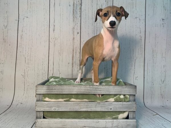 Italian Greyhound DOG Female Fawn 21190 Petland Fort Myers, Florida