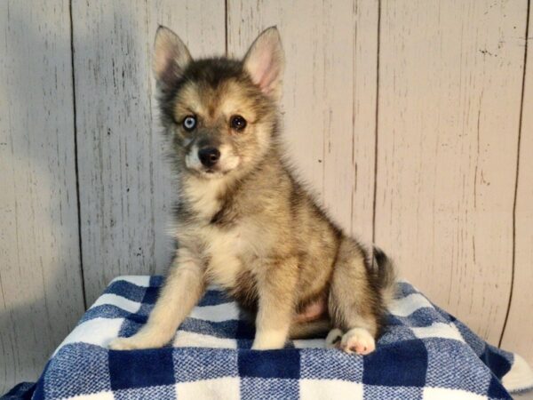 Pomsky DOG Female Black & White 21198 Petland Fort Myers, Florida