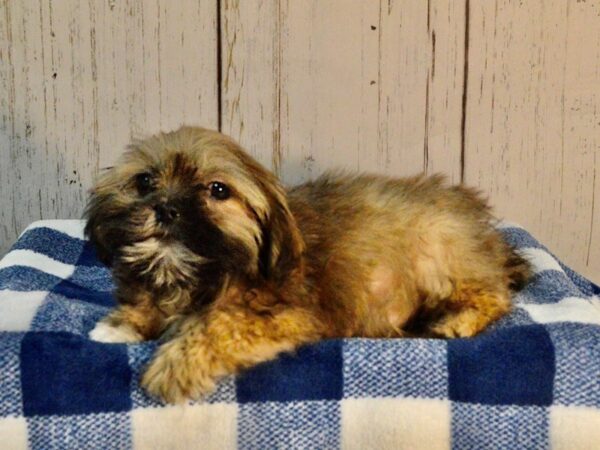 Lhasa Apso DOG Female Tri Sable 21195 Petland Fort Myers, Florida