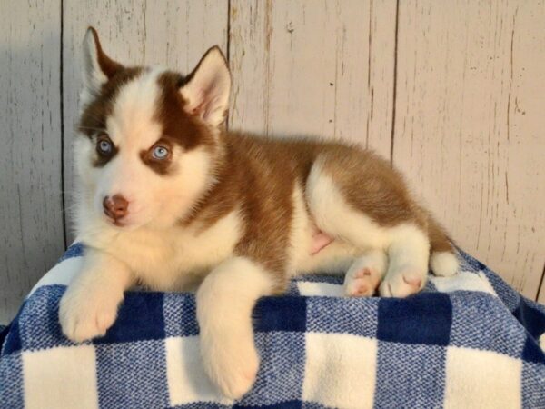 Siberian Husky DOG Male Copper & White 21194 Petland Fort Myers, Florida