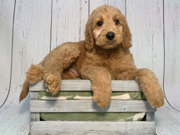 Irish Doodle-DOG-Male-Red-21212-Petland Fort Myers, Florida