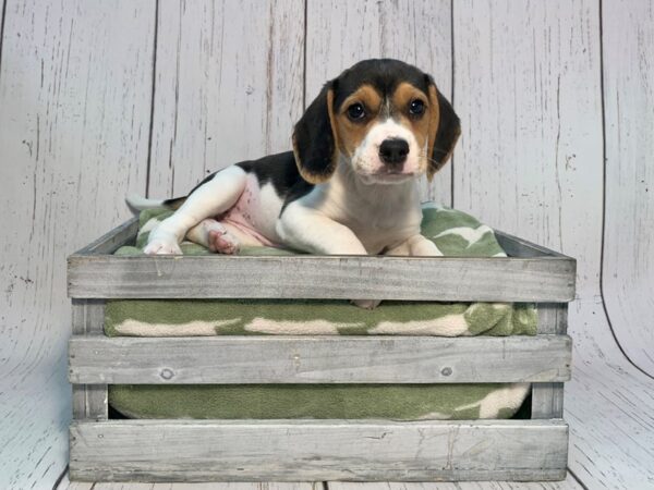 Beagle DOG Female Tri 21211 Petland Fort Myers, Florida