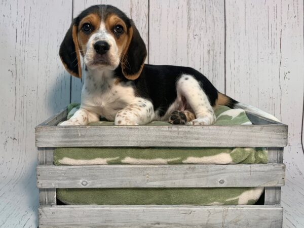 Beagle-DOG-Male-Tri-21210-Petland Fort Myers, Florida