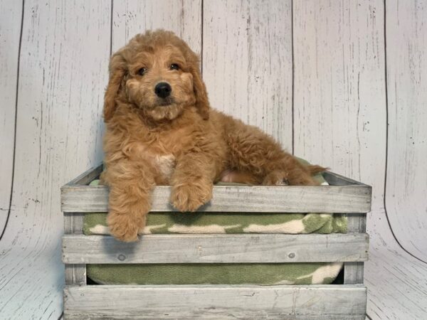 Miniature Goldendoodle 2nd Gen-DOG-Female-Red-21209-Petland Fort Myers, Florida