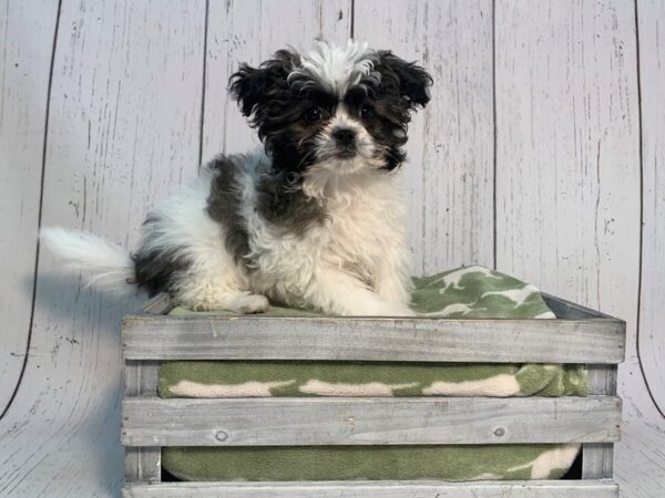 Miniature Poodle / Shih Tzu-DOG-Male-Black & White-21207-Petland Fort Myers, Florida