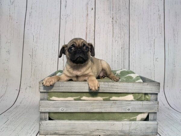 Pug DOG Female Fawn 21206 Petland Fort Myers, Florida