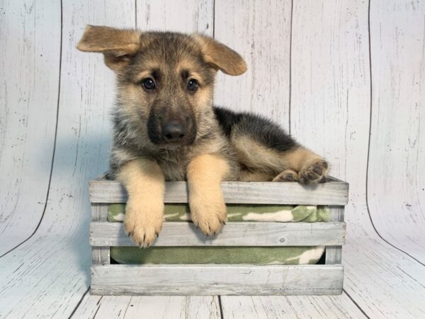 German Shepherd DOG Male Black & Tan 21205 Petland Fort Myers, Florida