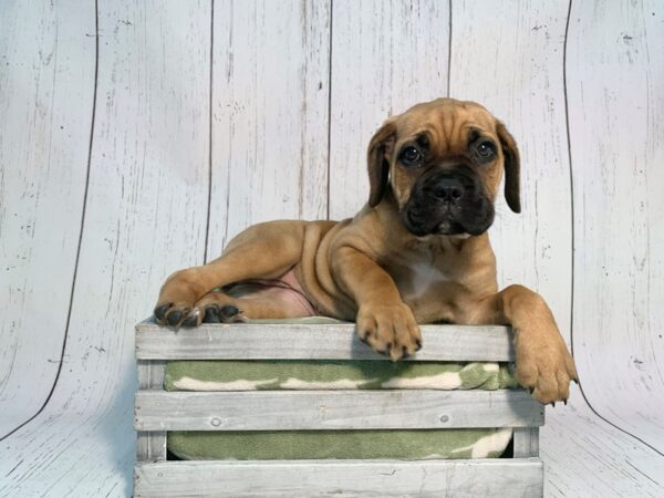 Cane Corso DOG Female Fawn 21204 Petland Fort Myers, Florida