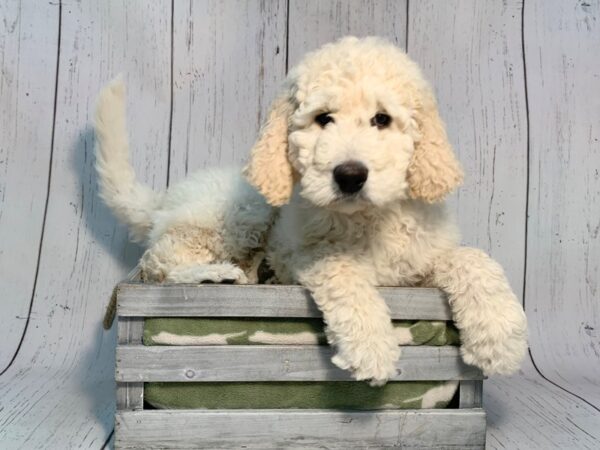 Labradoodle-DOG-Female-Apricot-21203-Petland Fort Myers, Florida