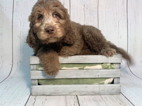 Labradoodle-DOG-Male-Chocolate-21202-Petland Fort Myers, Florida