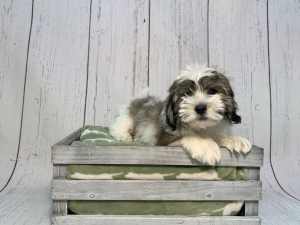 Coton De Tulear DOG Male Brindle & White 21199 Petland Fort Myers, Florida