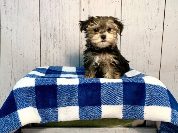 Yorkie/Maltese-DOG-Male-Black & Tan-21227-Petland Fort Myers, Florida