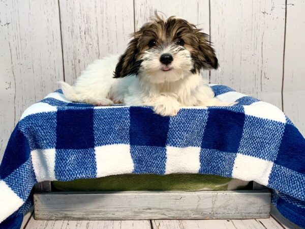 Coton De Tulear DOG Female White & Sable 21226 Petland Fort Myers, Florida