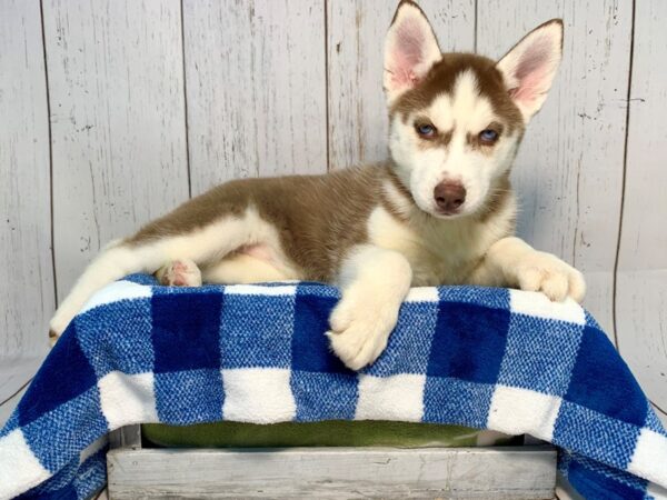 Siberian Husky DOG Female Red & White 21225 Petland Fort Myers, Florida