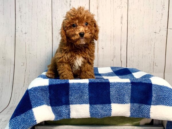 Poodle-DOG-Male-Red-21224-Petland Fort Myers, Florida