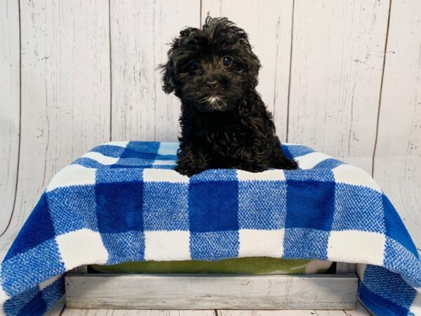 Yorkshire Terrier/Poodle-DOG-Female-Black-21223-Petland Fort Myers, Florida