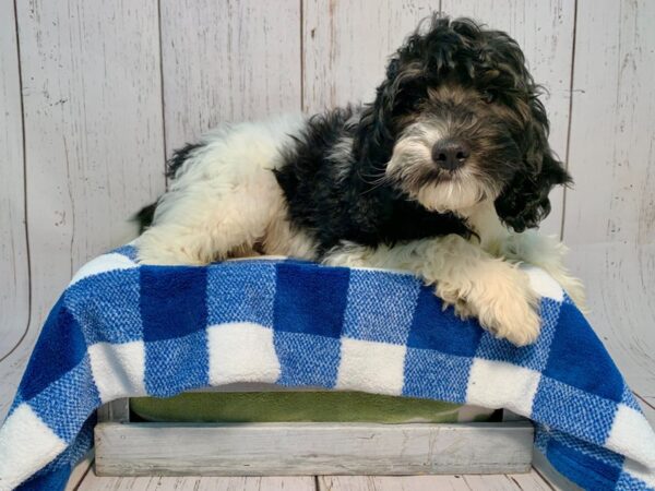 Goldendoodle Mini-DOG-Male-Black/White/Parti-21221-Petland Fort Myers, Florida