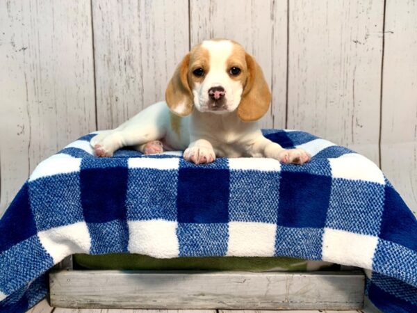 Beagle DOG Female Lemon 21220 Petland Fort Myers, Florida