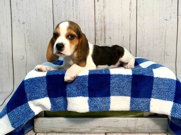 Beagle DOG Male Tri Colored 21219 Petland Fort Myers, Florida