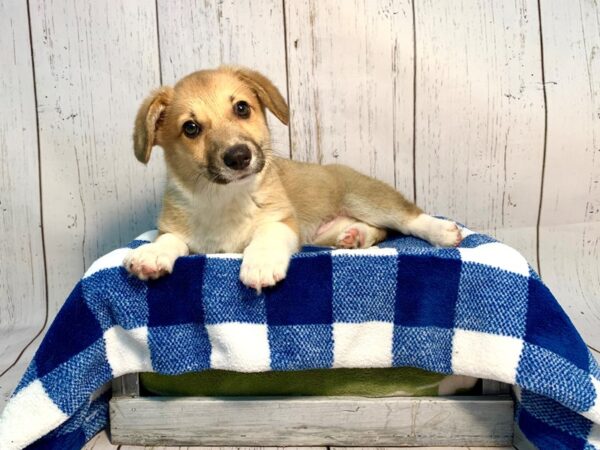 Pembroke Welsh Corgi DOG Female Red & White 21217 Petland Fort Myers, Florida