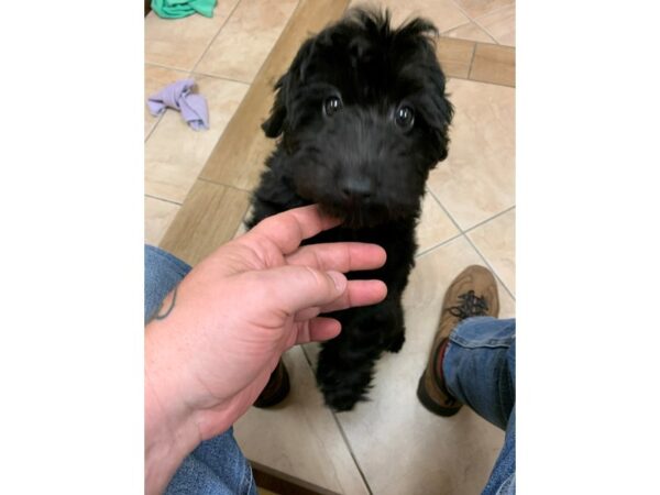 Goldendoodle Mini-DOG-Female-Black-21222-Petland Fort Myers, Florida