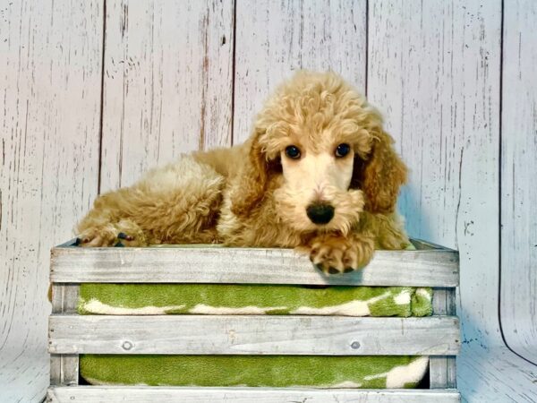 Standard Poodle DOG Male Cream 21192 Petland Fort Myers, Florida