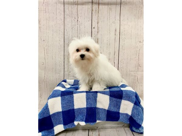 Maltese DOG Male White 21108 Petland Fort Myers, Florida