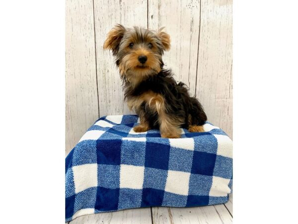 Yorkshire Terrier DOG Male Black & Tan 21129 Petland Fort Myers, Florida