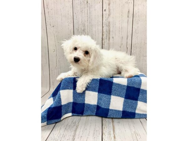 Bichon Frise DOG Male WH 21155 Petland Fort Myers, Florida