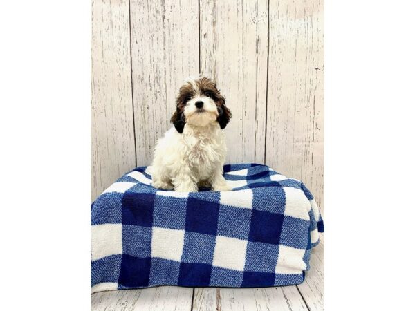 Poodle/Havanese-DOG-Female-Sable, Parti-21229-Petland Fort Myers, Florida